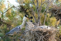 15608 Ardea cinerea (Airone cenerino)
